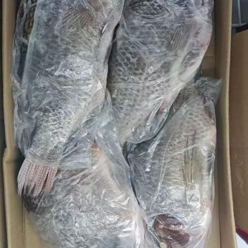 Poisson tilapia congelé